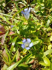 Gentiana platypetala