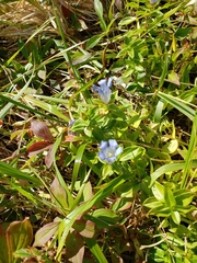 Gentiana platypetala