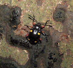 Eumorphus quadriguttatus pulchripes