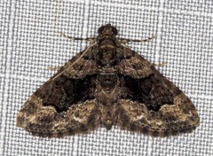 Eucymatoge peplodes