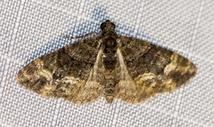 Eucymatoge peplodes