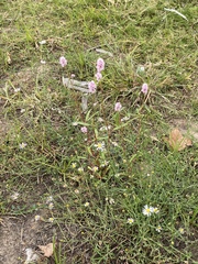 Bistorta officinalis