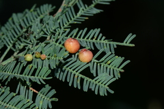 Austroacacidiplosis botrycephalae