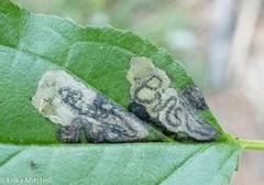 Stigmella rhamnicola