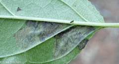 Stigmella rhamnicola