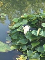 Nycticorax nycticorax