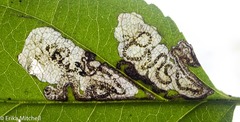 Stigmella rhamnicola
