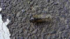 Cryptotympana facialis