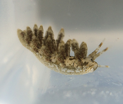Eubranchus rustyus
