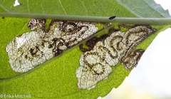 Stigmella rhamnicola