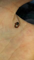 Calligrapha spiraeae