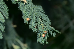 Austroacacidiplosis botrycephalae