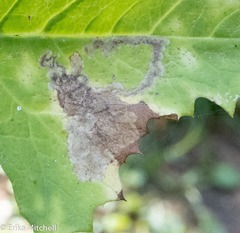 Liriomyza taraxaci