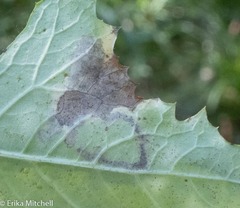 Liriomyza taraxaci