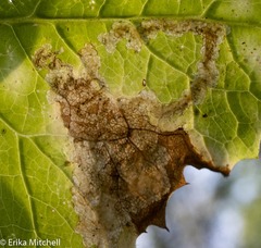 Liriomyza taraxaci