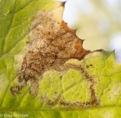 Liriomyza taraxaci