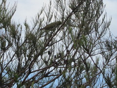 Zosterops lateralis chloronotus