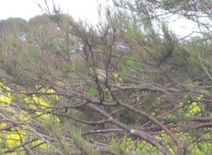 Zosterops lateralis chloronotus