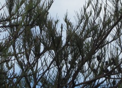 Zosterops lateralis chloronotus