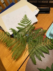 Pteridium aquilinum image