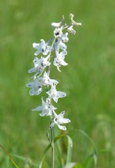 Delphinium carolinianum virescens