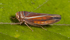 Idiodonus kennicotti