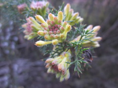 Petrophile serruriae