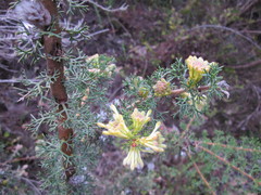 Petrophile serruriae