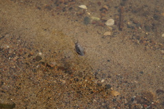 Nepoidea