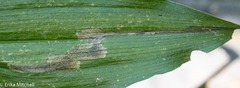 Parallelomma vittatum