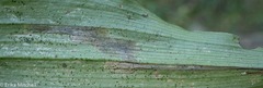 Parallelomma vittatum