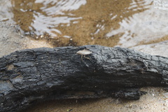 Nepoidea