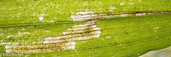 Parallelomma vittatum