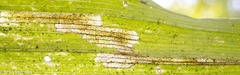 Parallelomma vittatum