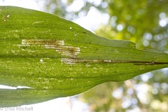 Parallelomma vittatum