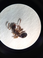 Pheidole crassicornis