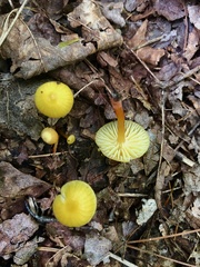 Hygrocybe parvula