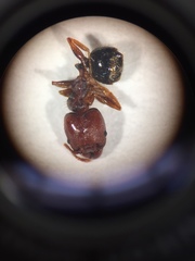 Pheidole crassicornis