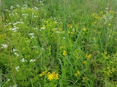 Hypericum swinkianum