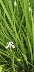 Dietes