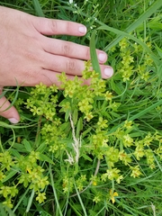 Hypericum swinkianum