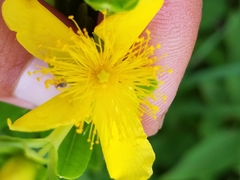Hypericum swinkianum