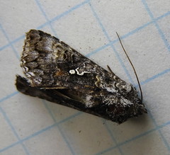 Syngrapha octoscripta