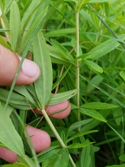 Hypericum swinkianum