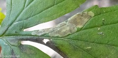 Phytomyza hydrophyllivora