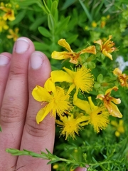 Hypericum swinkianum