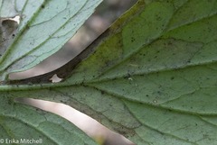Phytomyza hydrophyllivora