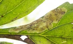 Phytomyza hydrophyllivora