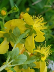 Hypericum swinkianum