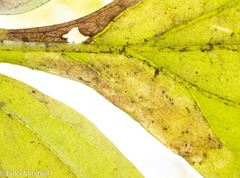 Phytomyza hydrophyllivora